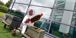 Quorum Bees image